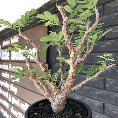 senna  meridionalis《大きめM size》※現地球株発根済※枝振りバランスも最高な一株となり幹のボコボコも強きオススメな一株‼︎※mad black pot植え
