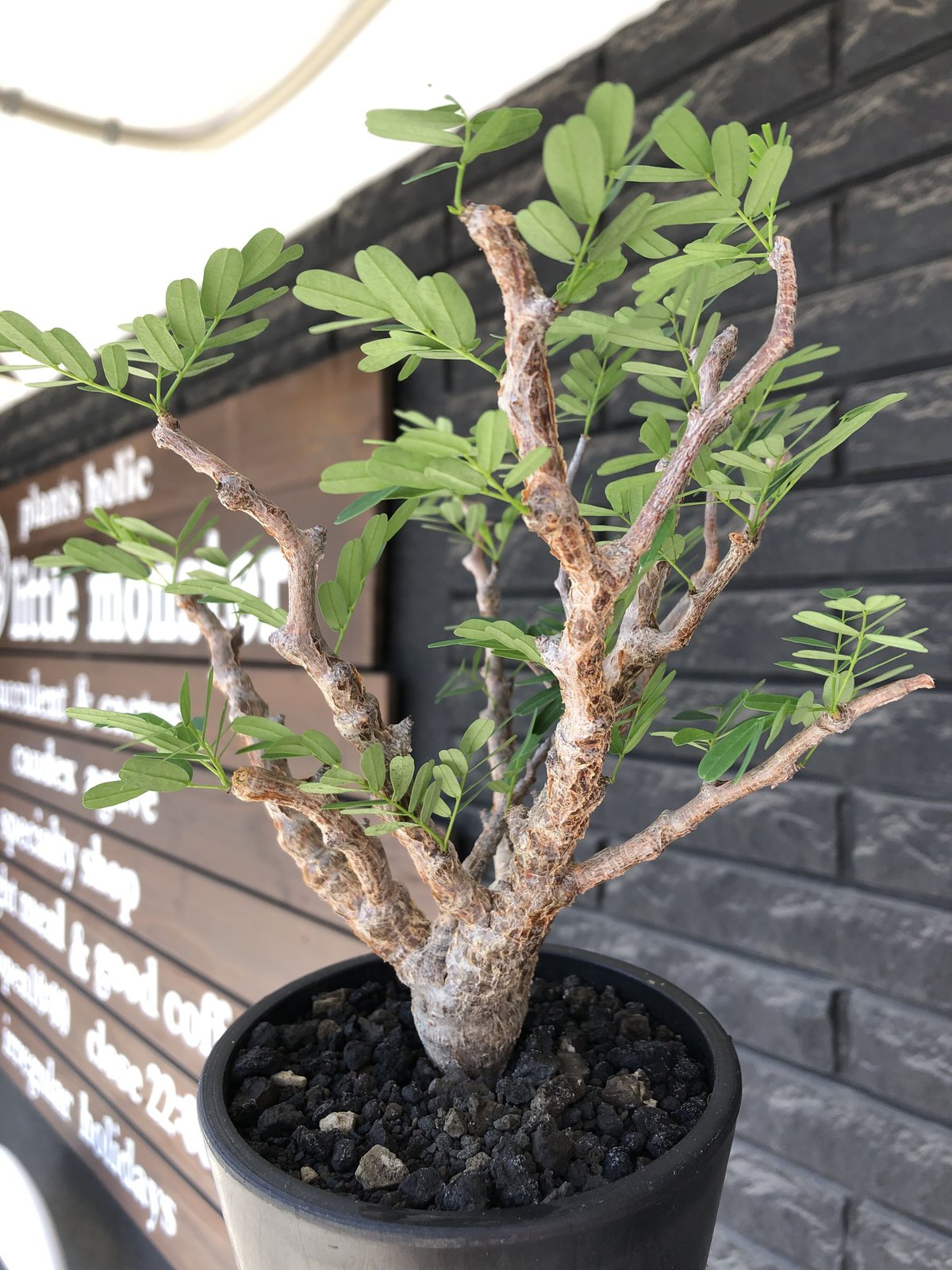 senna meridionalis《大きめM size》※現地球株発根済※枝振りバランスも