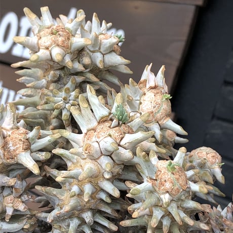 tylecodon wallichii（LL size）※現地球発根済※発根後店主国内管理8年株※ヤバい程の枝振り‼︎weight極めて低い良樹形驚愕ワリチー※mad black bowl pot植え