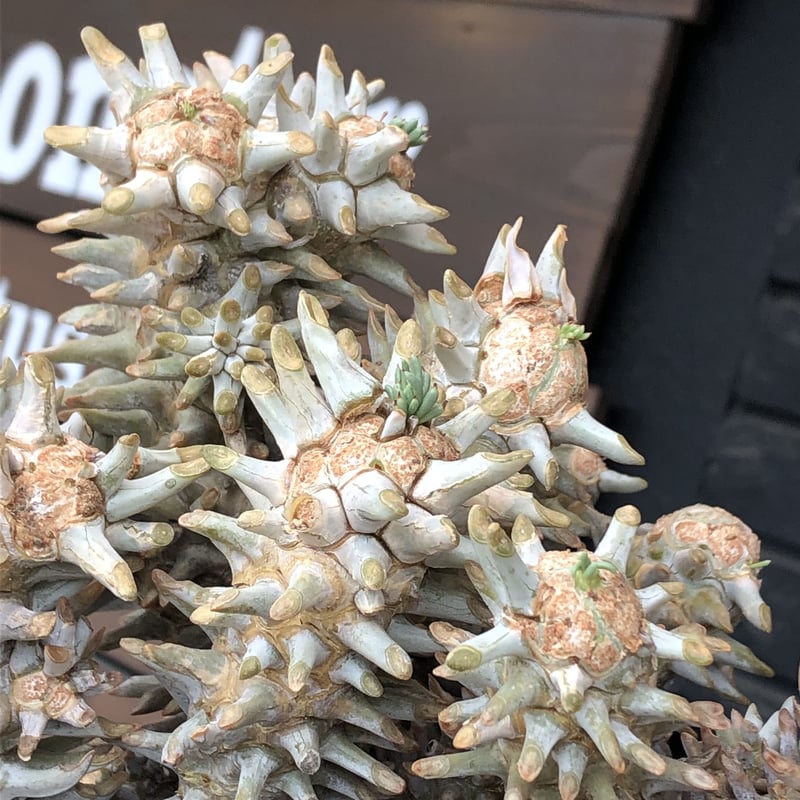 tylecodon wallichii(LL size)※現地球発根済※発根後店主国内 tylecodon wallichii(LL size)※現地球発根済※発根後店主国内