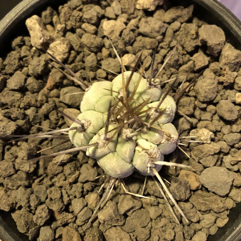 copiapoa cinerea 長刺白棘黒王丸《小さめM size》激希少