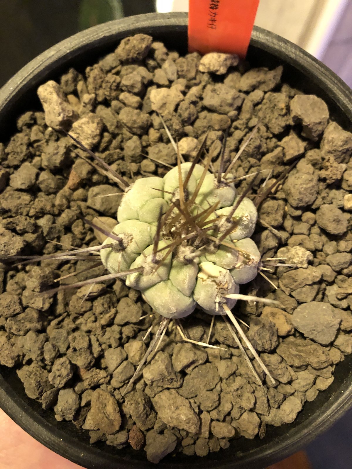 copiapoa cinerea 長刺白棘黒王丸《小さめM size》激希少