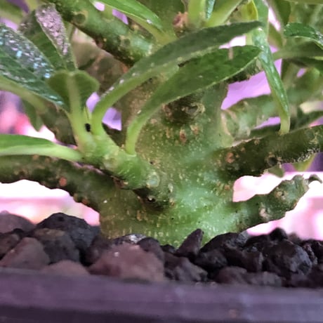 希少 dorstenia   gigas《大きめM size》littmon  seed🌱5年株※17本枝を出しぼってり株元＆良樹形balanceの将来有望ギガス※mad black pot植え