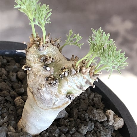 sarcocaulon peniculinum《大きめS size》激希少種※現地球発根後店主国内管理5年株※堪らないほど極白の美しい一株※mad black pot植え