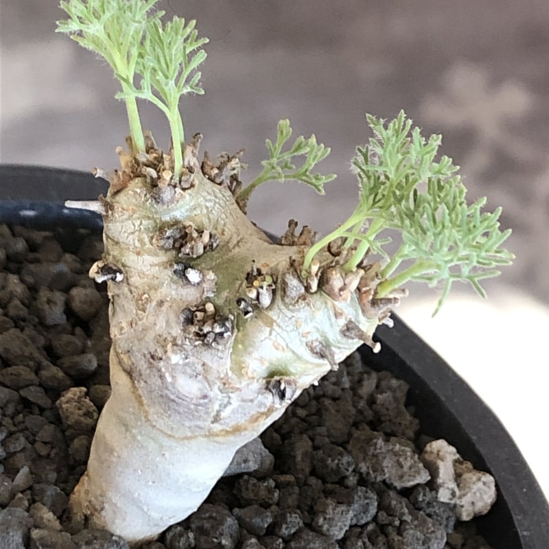 sarcocaulon peniculinum《大きめS size》激希少種※現地球発根後店主