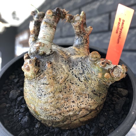pachypodium gracilius《M size》偏平&短枝良枝振り株※現地球発根後店主国内管理2年株※極めて低重心偏平且つ枝振りも良き一株※mad black pot植え