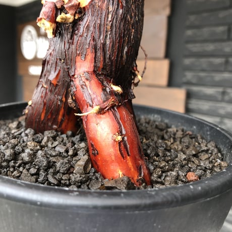 mestoklema  tuberosum《L size》※現地球発根後店主国内管理4年株※味深き朽ちくメクれ&より赤肌強き極太株元‼︎冬季も動く唯一無二な希少灌木※mad black pot植え