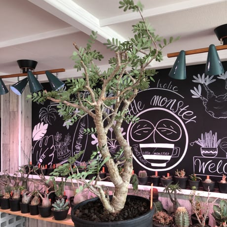 senna  meridionalis《 L  size》※現地球発根済株※店主国内管理3年株※極上の美しさと樹形バランスを持つセンナ‼︎幹幅も太く大変良株のためオススメ株‼︎※tall pot植え