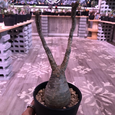 packypodium  gracilius《小さめM size》※現地球株  発根済み株‼︎  丸め株（限定11株）