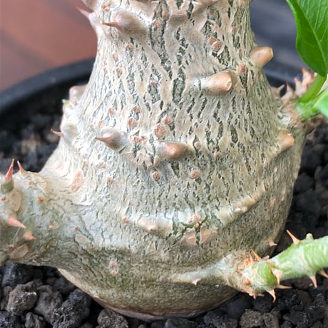 pachypodium windsorii《M size》※選抜littmon seed🌱※weight低き極めてぼってり株元&良枝振樹形※black pot植え