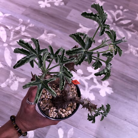 《jatropha  fissispina》希少株‼︎