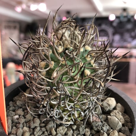 turbinicarpus 昇竜丸《大きめM size》※littmon seed9年株※選抜特選株※丸み強き低重心に育ってくれ太黒棘も堪らない一株※mad black pot植え