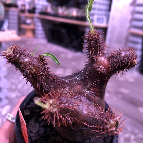 packypodium  gracilius《S size》※現地球発根済み株‼︎  （限定1株）※一期一会な赤肌球体チビキリス※mad black pot植え