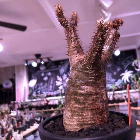 packypodium  gracilius《M  size》※現地球発根済株‼︎※丁度新芽もお目覚めのbalance&サイズ感良き若干茶肌のグラキリス※mad black pot植え