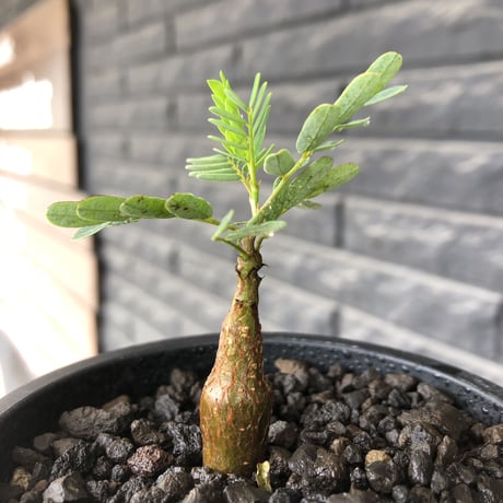 senna  meridionalis《 SS size》littmon seed🌱※小振りながら大切に育てた成長楽しみ可愛いセンナ※mad black pot植え