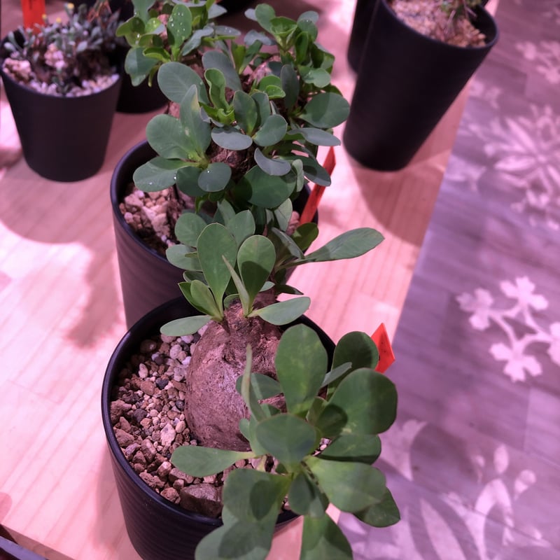 euphorbia itremensis《M size》おススメ株‼︎ 人気で話題の