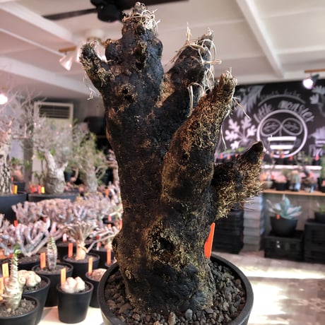 xerophyta  trichophylla《S size》※現地球発根済株※驚愕強靭株※限りなくweightはlow‼︎品種としこれでもかわいい小振りサイズ‼︎※mad black pot植え
