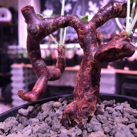 pelargonium  mirabile《大きめM size》※現地球発根済株※今後輸入が厳しいミラビレ🌱誰もが愛おしく堪らないと感じる冬型の人気者※mad black pot植え