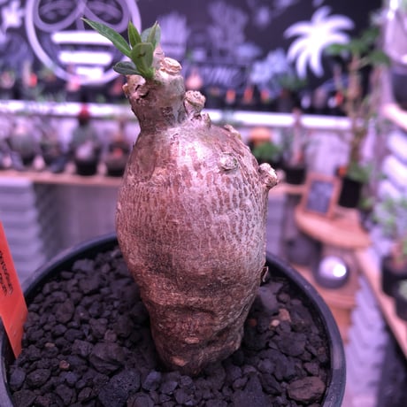 packypodium bispinosum 《S size》※ぼってりと卵樹形の可愛い一株‼︎※mad black bowl pot植え