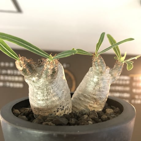 pachypodium gracilius《S size》白肌&W-he'd株※現地球発根後店主国内管理2年株※美しくかわいすぎる一株※mad black pot植え