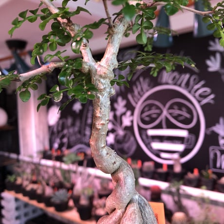 opercullicarya   decaryi  littmon  seed🌱  《4年株》※成長早く例年変化を感じながら育てられる上、幹幅も太く育った良株※mad  black  pot植え
