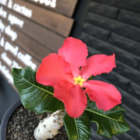 pachypodium  windsori i× baronii  《M size》希少※現地実生発根済株※成長楽しみな双方の良さが活きた将来有望株※mad black pot植え