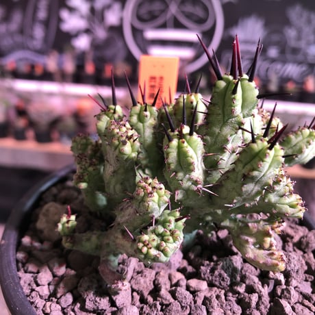 euphorbia enopla《M size》希少モンスト株※鋭い黒棘にこの丈ながらwildな躍動感とweightも低くbalance良きモンスト株‼︎※mad black bowl pot植え