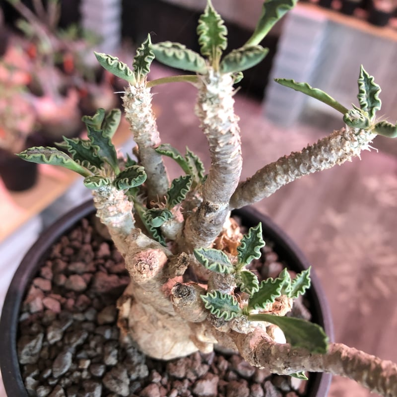 euphorbia tulearensis《L size》※大変大きめの塊根を持つ希少性激高