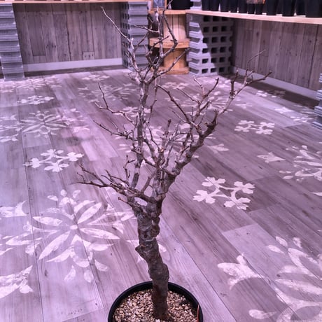 commiphora   monstrosa《 L  L size》未発根株