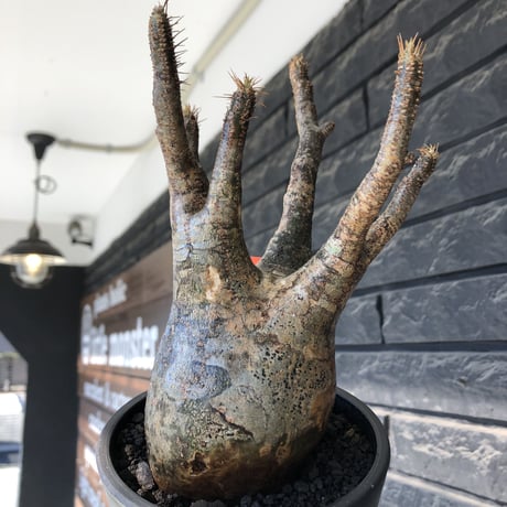 pachypodium gracilius《大きめM  size》※現地球発根後店主国内管理4年株※balance &綺麗肌なオーソドックスな良樹形株※mad black pot植え