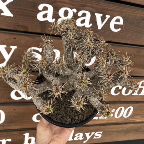 euphorbia  guillauminiana《大きめL size》※現地球発根済株※店主国内管理4年株※溶岩質土壌育ちの現地球株らしい表皮＆低重心wild良樹形※mad black pot植え