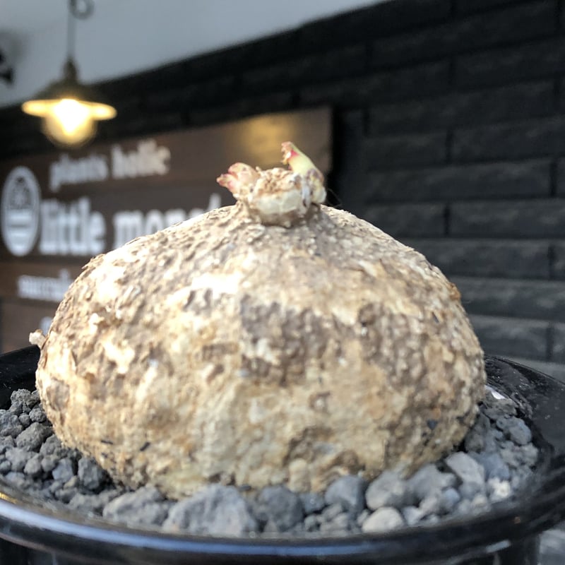 アデニア　オバタ　希少種　発根管理中　3株セット　鉢のまま発送 超希少 美株 アデニア ペチュエリー 発根済み 鉢のまま発送 検