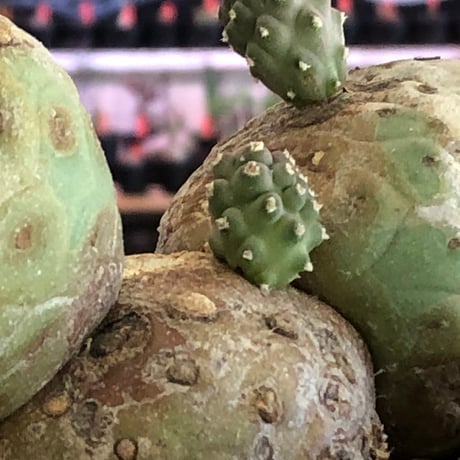 tephrocactus geometricus 《LL size》激希少‼︎※現地球株発根済※実生株＆カキ仔株でないと流通がほぼないため所持率も極めて低き渾身の一株※black bowl pot植え
