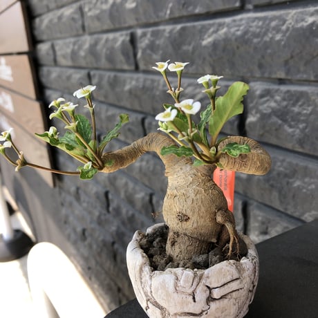 euphorbia  fishbone《 M size》※現地球発根済株※発根後店主国内管理3年株※激希少‼︎今や流通少なきフィッシュボーン‼︎※陶器鉢植え