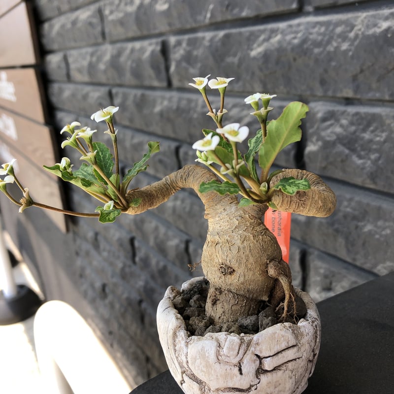 現地株　Euphorbia globosa 発根済　鉢のまま発送　コーデックス 現地株 Euphorbia globosa 発根済 鉢のまま発送 コーデックス