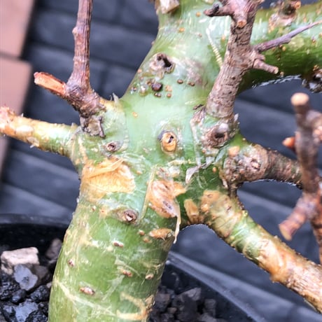 commiphora  myrrha《大きめM size》※現地球発根後店主国内管理8年株（店主私物株）※良き佇まいな激希少種※mad black bowl pot植え