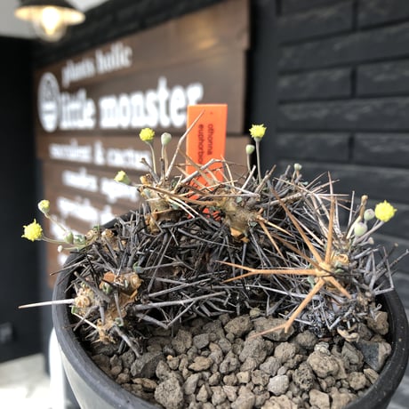 othonna  euphorbioides《M size》black肌※現地球発根後店主国内管理3年株※低重心weight低く堪らない良樹形※mad black bowl pot植え