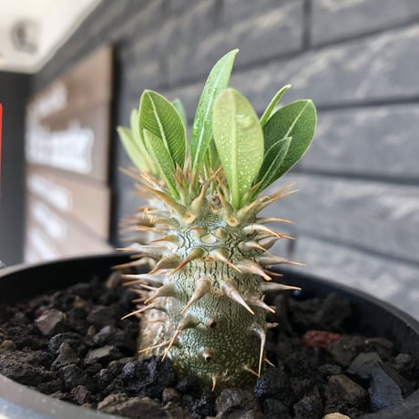 pachypodium densicaule ｗ-he'd恵比寿大黒《M size》※littmon seed🌱※恵比寿大黒らしからぬ双頭株のかわいい一株※mad black bowl pot植え