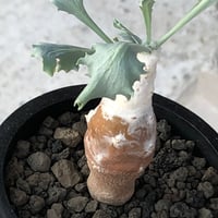 othonna cyclophylla《M size》※現地球株発根済※淡い冬型らしいカラーのギザギザ葉がかわいいシクロフィラ※black pot植え