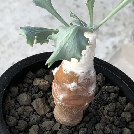 othonna cyclophylla《M size》※現地球株発根済※淡い冬型らしいカラーのギザギザ葉がかわいいシクロフィラ※black pot植え