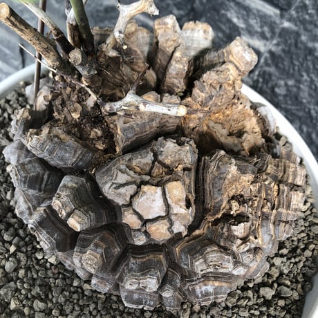 dioscorea elephantipes アフリカ亀甲竜《大きめL L size》大株※現地球発根後店主国内管理18年株※好きな方には堪らないwildすぎる出立ち※mad white 浅鉢植え