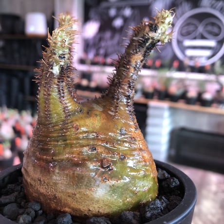 pachypodium  gracilius《M size》サビ加工的表皮※現地球発根済株※店主国内管理3年株※大変渋カッコ良く錆加工みたく荒い装い※mad black pot植え