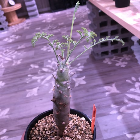 pelargonium   carnosum《M size》冬型caudex ※大変綺麗な肌を持つ極美株‼︎