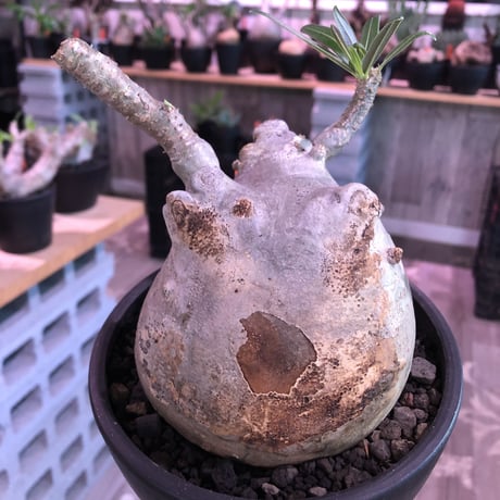 packypodium  gracilius《L size》白肌※現地球発根済株※店主国内管理3年株※美白肌に現地焼けのコントラスト＆ぼってり樹形バランス‼︎※mad black bowl pot植え