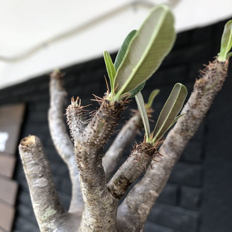 pachypodium  gracilius《小さめL size》最高balance株※現地球発根後店主国内管理4年株※極balance良くズバ抜けたカラーの持ち主※mad black pot植え