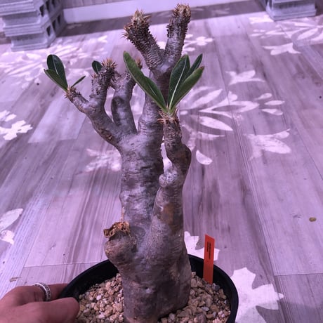 packypodium   enigmaticum《L size》※単頭株  発根済み株   標準肌