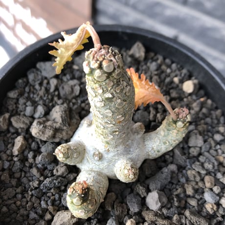 希少‼︎dorstenia  horwoodii《大きめM size》※現地球株発根済※極白肌&weight低きぼってり株元に良枝振りが堪らない※black bowl pot植え