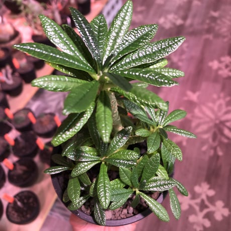 希少 dorstenia   gigas《大きめM size》littmon  seed🌱5年株※17本枝を出しぼってり株元＆良樹形balanceの将来有望ギガス※mad black pot植え