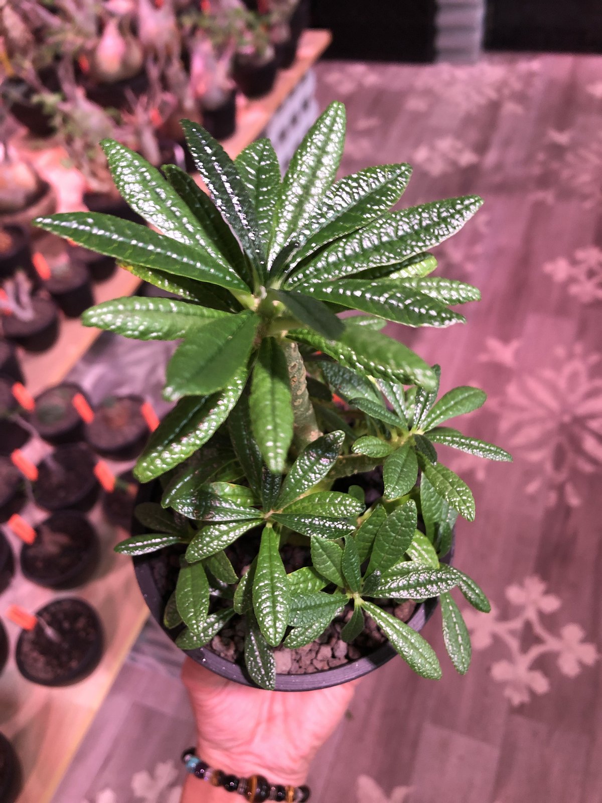 希少 dorstenia gigas《大きめM size》littmon seed🌱5年