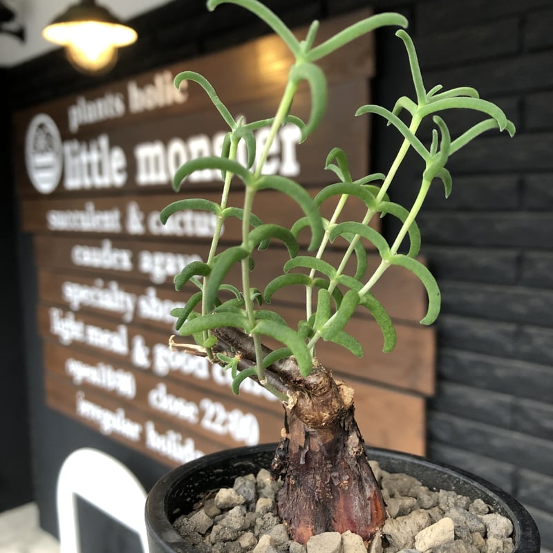 H030超希少種発根済み メストクレマ ツベローサム 養生株 T197超希少種